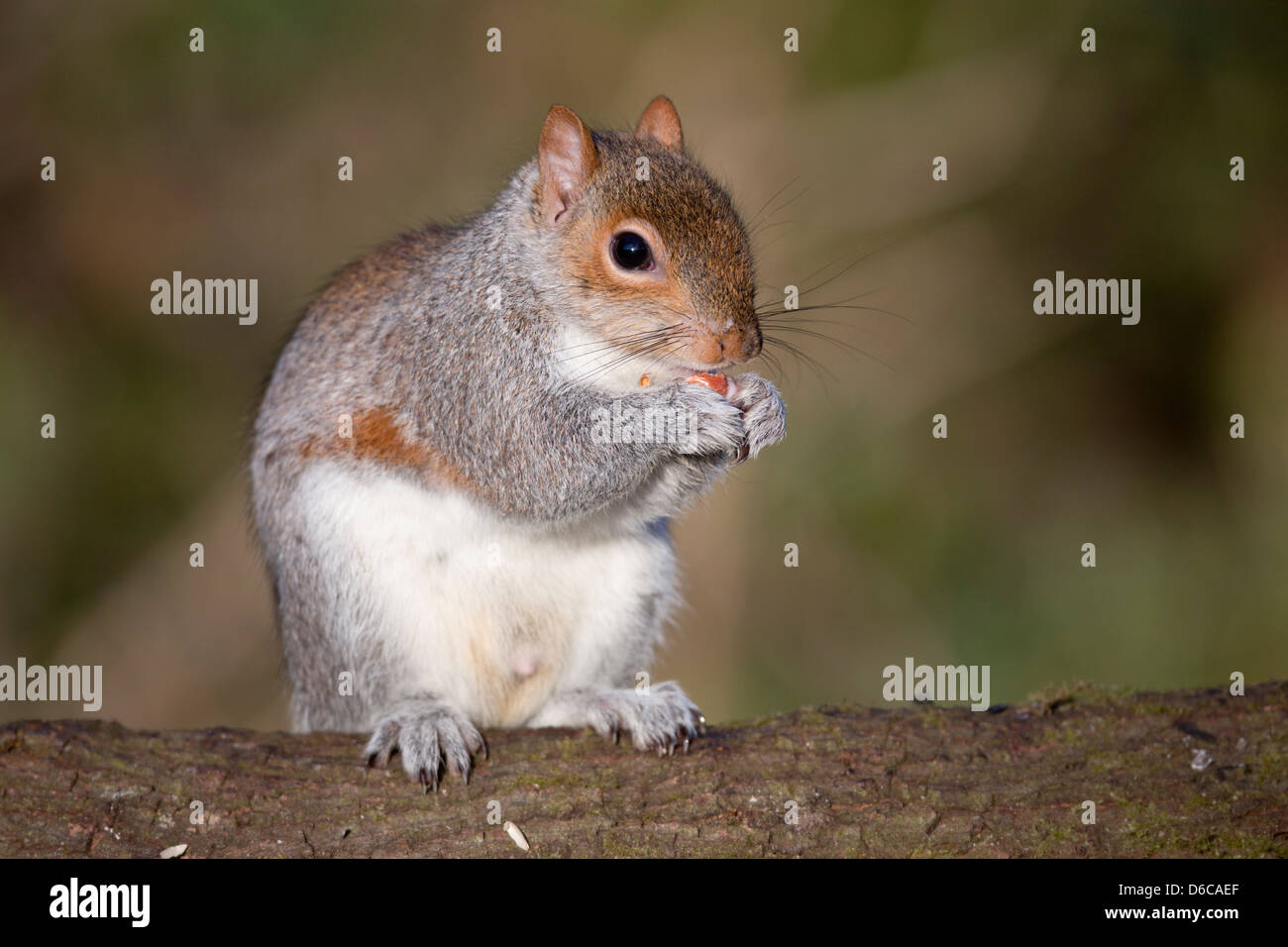 L'écureuil gris Sciurus carolinensis ; ; manger ; UK Banque D'Images