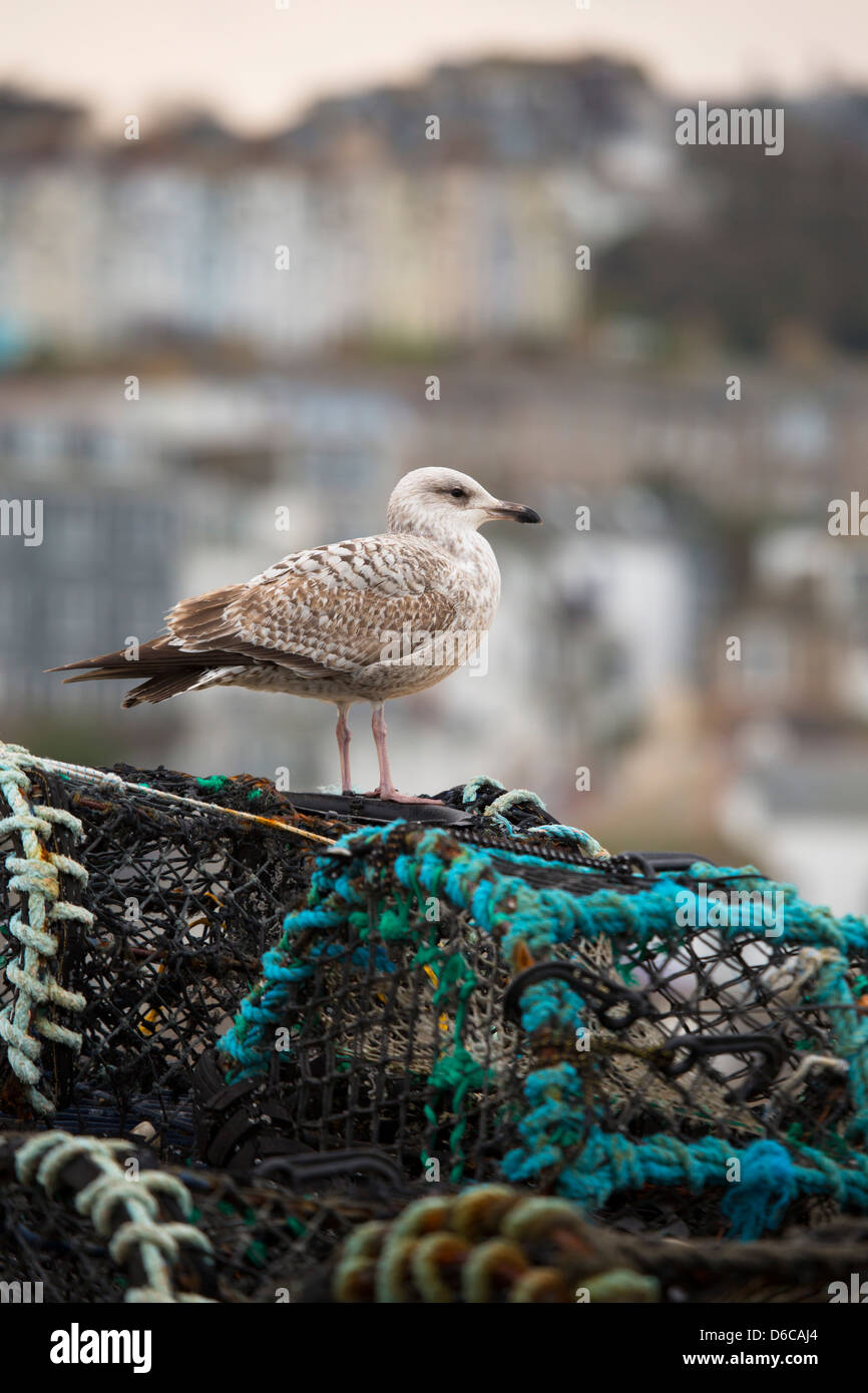 Goéland argenté, Larus argentatus ; premier hiver oiseau ; UK Banque D'Images