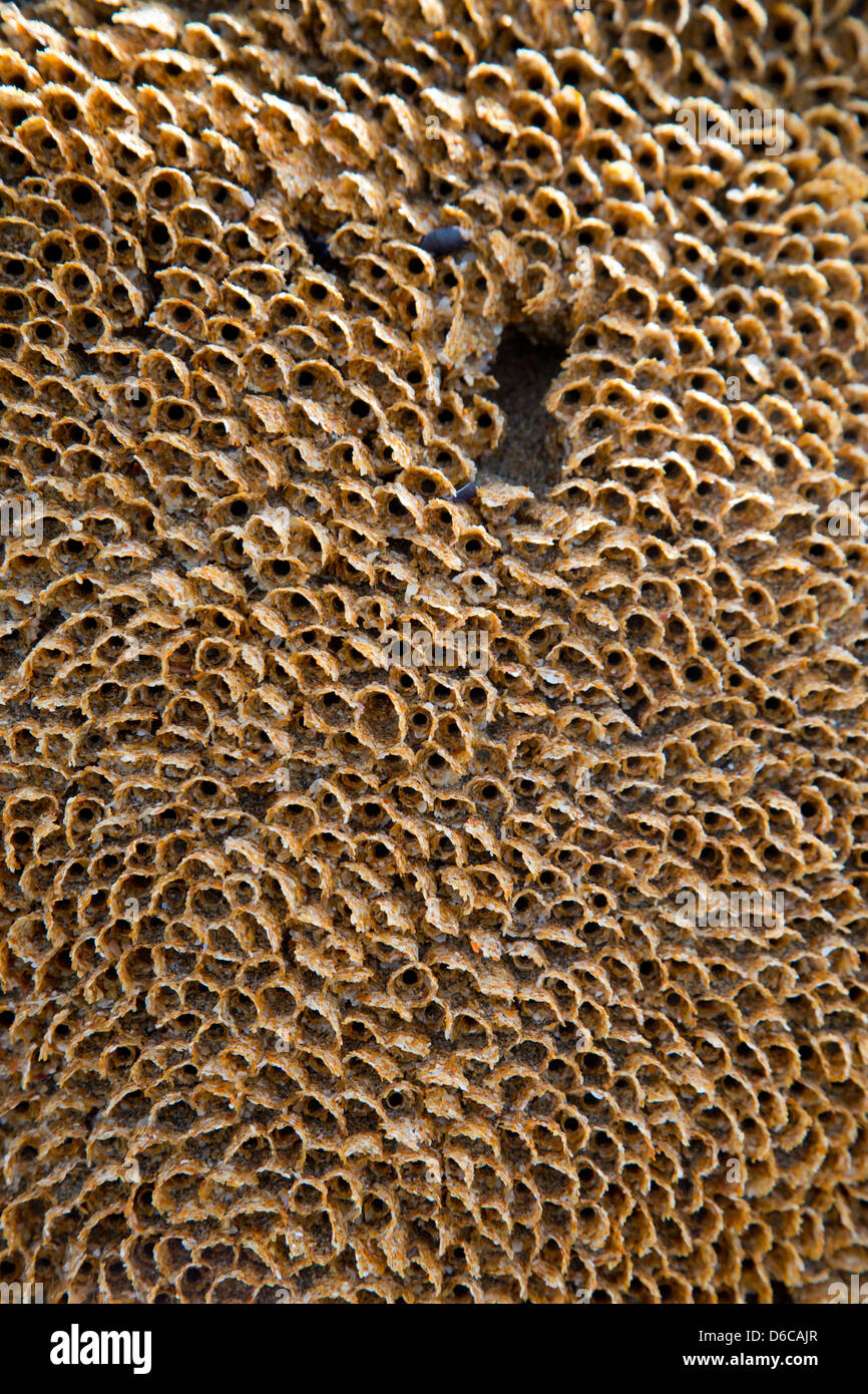 Honeycomb Ver à tube ; Sabellaria alveolata ; Tubes ; Bude, Royaume-Uni Banque D'Images