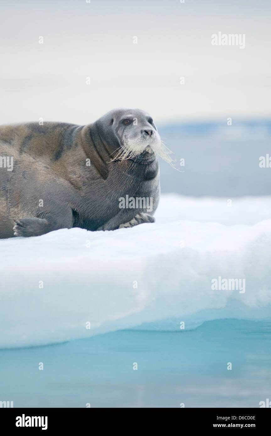 Le phoque barbu Erignathus barbatus est sorti sur la coulée de glace spitsbergen svalbard Banque D'Images