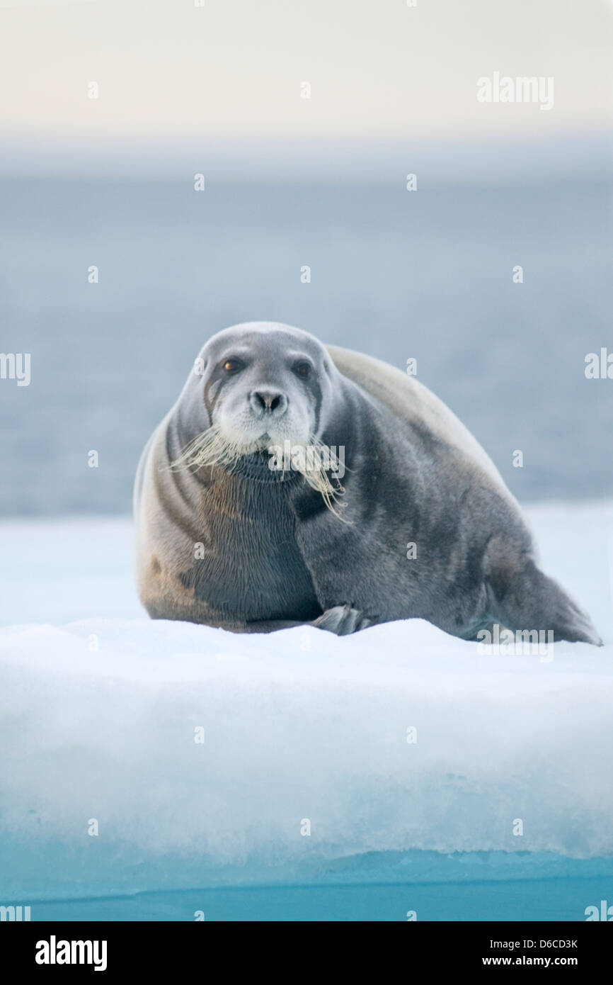 Le phoque barbu Erignathus barbatus est sorti sur la coulée de glace spitsbergen svalbard Banque D'Images