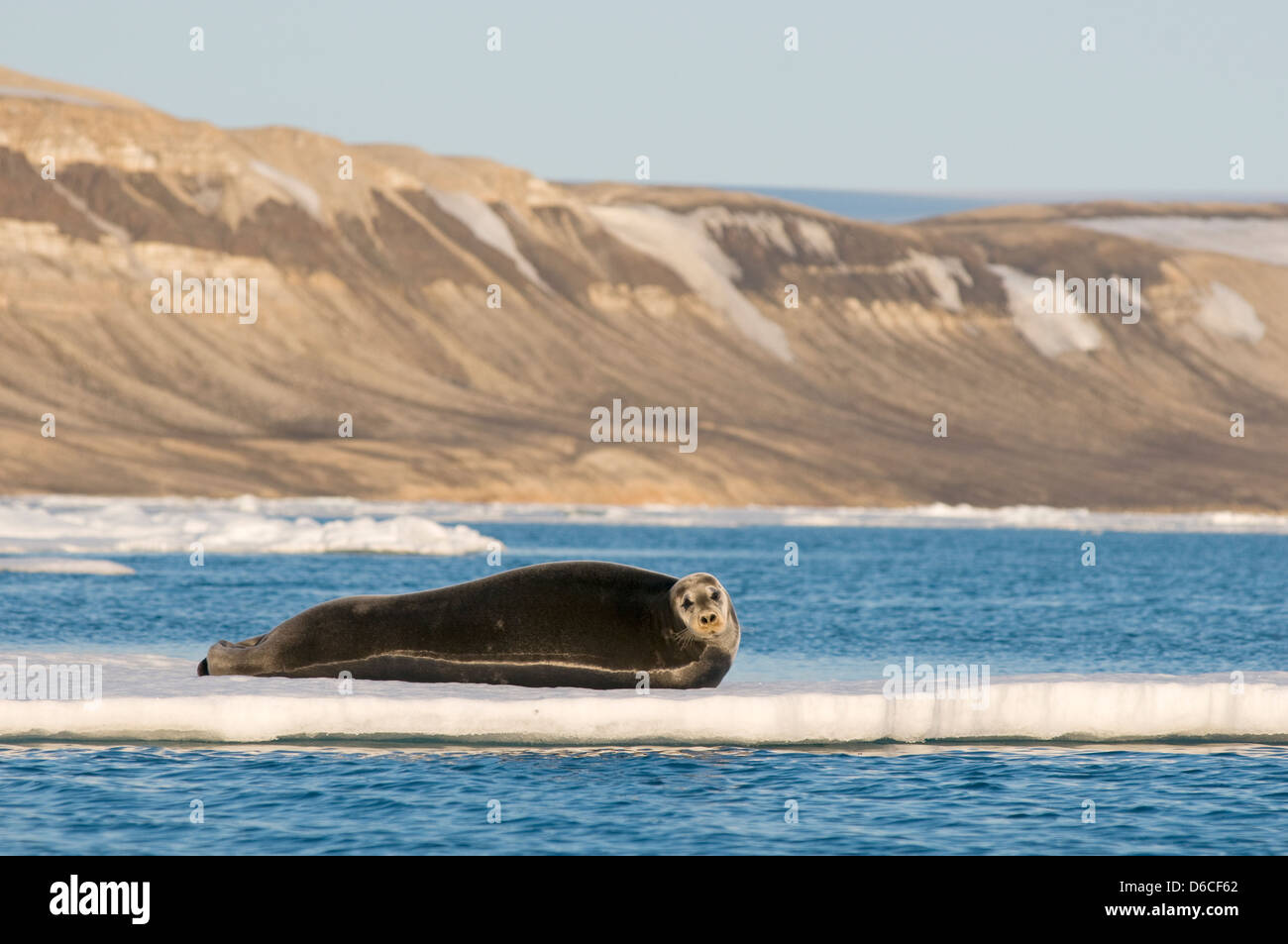 Phoque barbu (Erignathus barbatus) sur une coulée de glace sous le soleil de minuit dans le Haut-arctique du Svalbard Banque D'Images