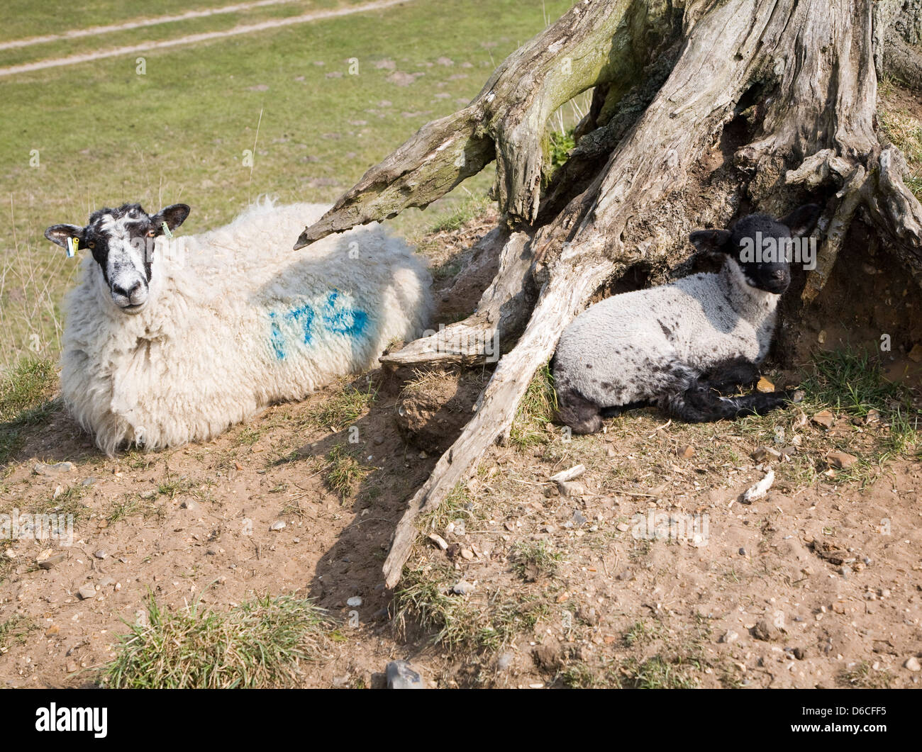 Mouton et agneau siéger par arbre, Norfolk, Angleterre Banque D'Images