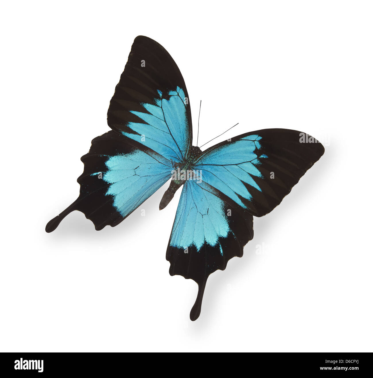 Papillon Bleu isolated on white Banque D'Images