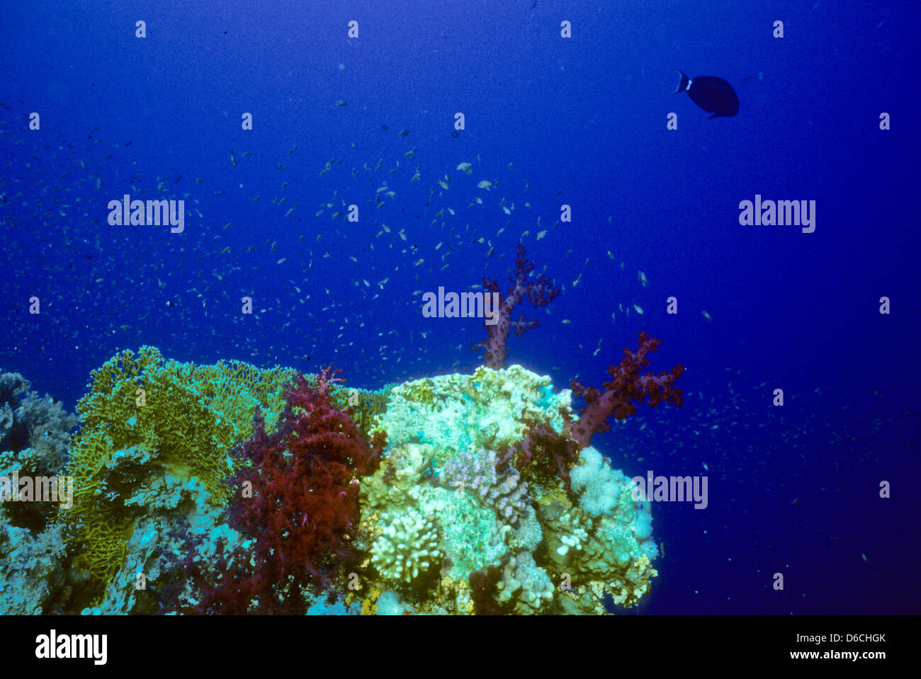 Jardin de corail de la Mer Rouge,décembre 1986 Conversions Glisser,Egypte,péninsule du Sinaï,Soudan Safari en bateau,requins,la photographie sous-marine. Banque D'Images