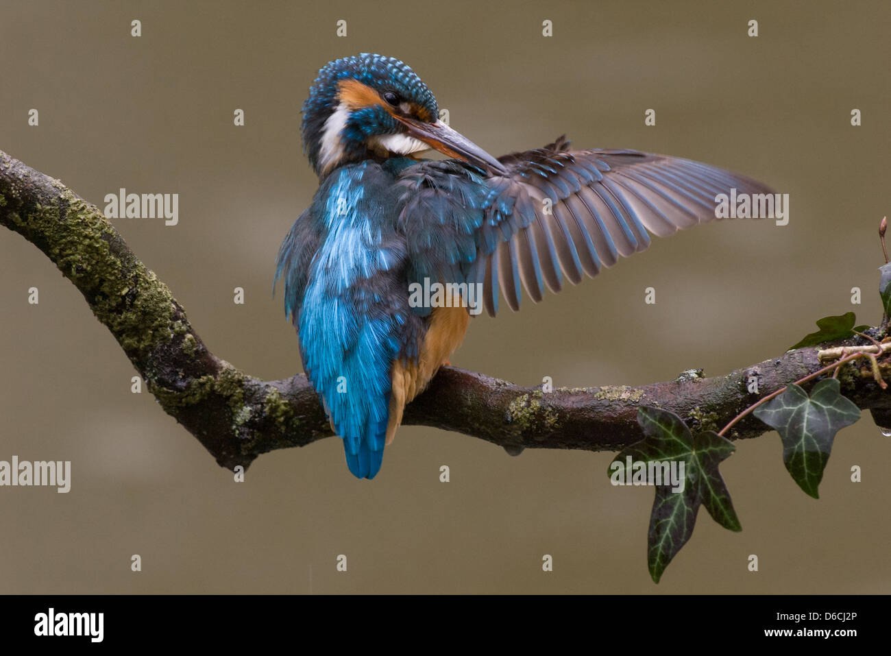 Martin-pêcheur d'étendre ses ailes pour maintenir les plumes. Comme le martin-pêcheur dans l'eau plongée souvent leurs plumes doivent être en haut état. Banque D'Images