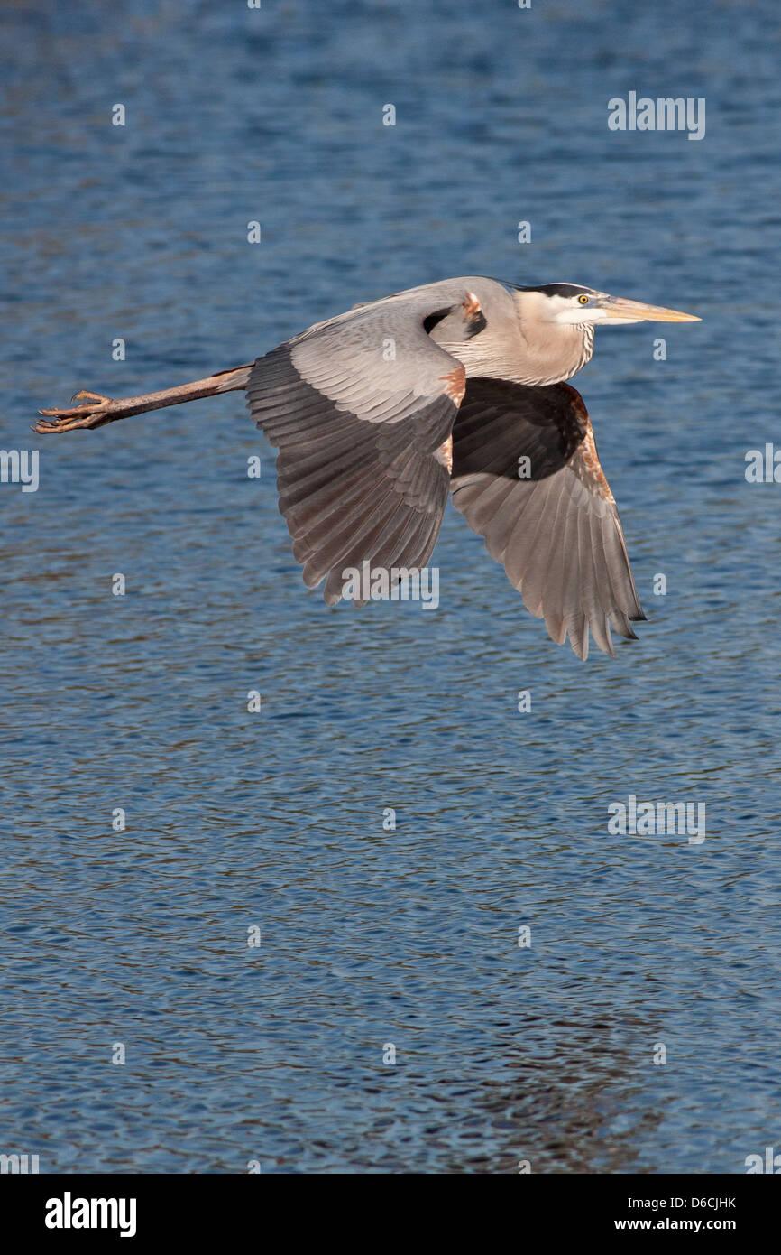 Grand héron hérons volant oiseau de rivage en vol passage à gué oiseau nature faune environnement vertical Banque D'Images