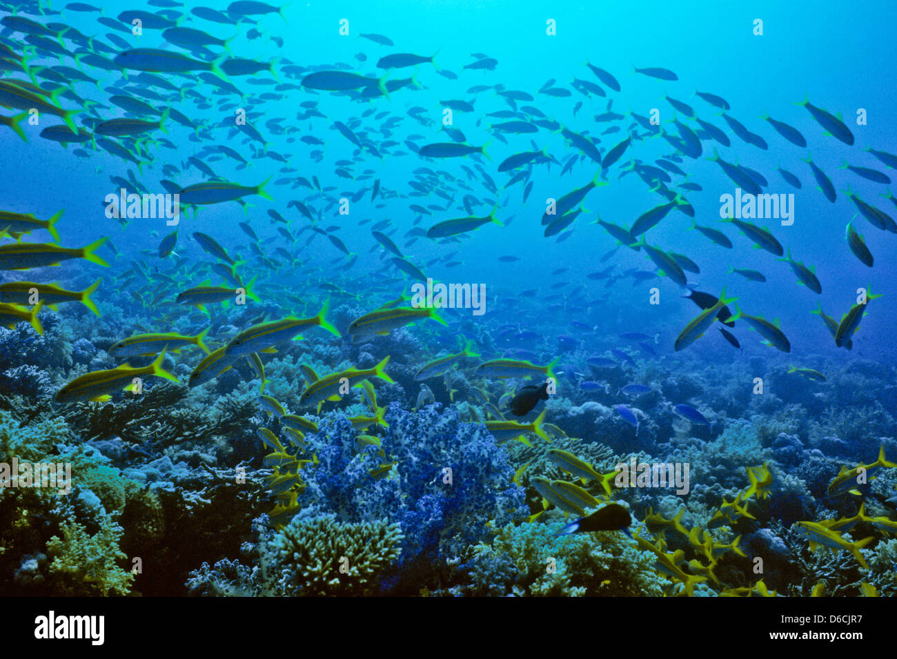 Blueline Snapper Lutjanus,coeruleolineatus,Mer Rouge Décembre 1986
