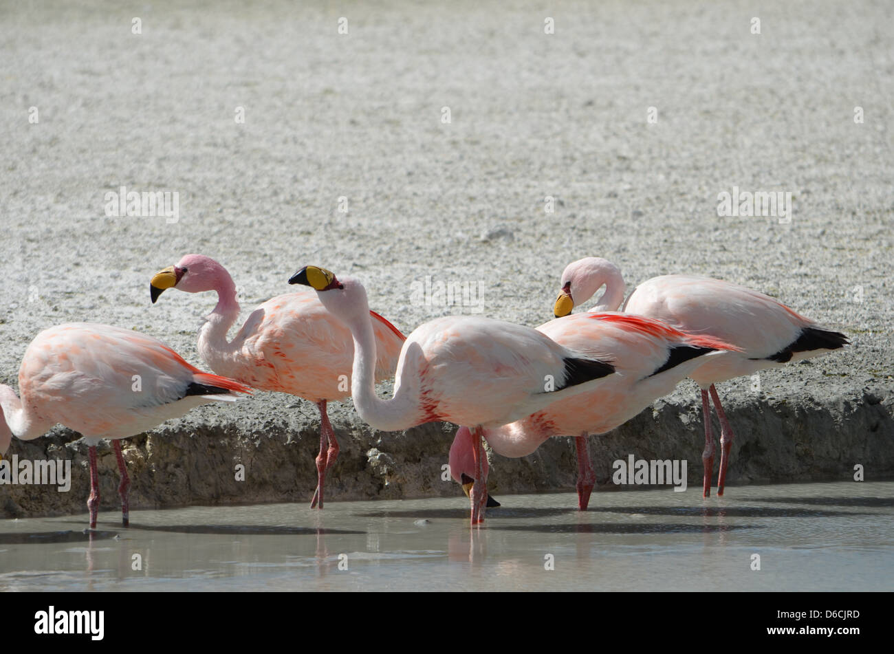 Flamant des Andes colonie dans un lagon près de la frontière du Chili / Bolivie Banque D'Images