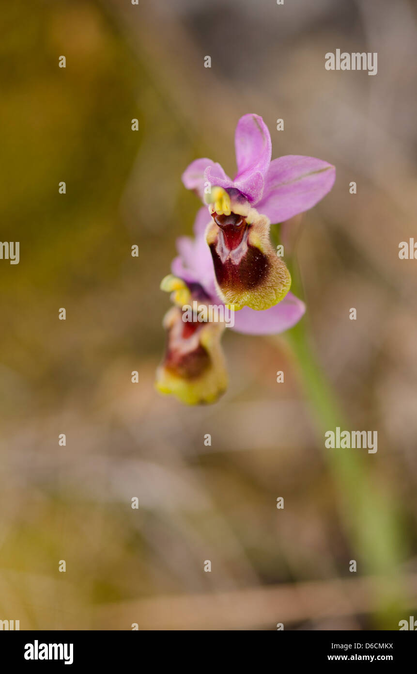 L'orchidée mouche, Ophrys tenthredinifera, Andalousie, Sud de l'Espagne. Banque D'Images