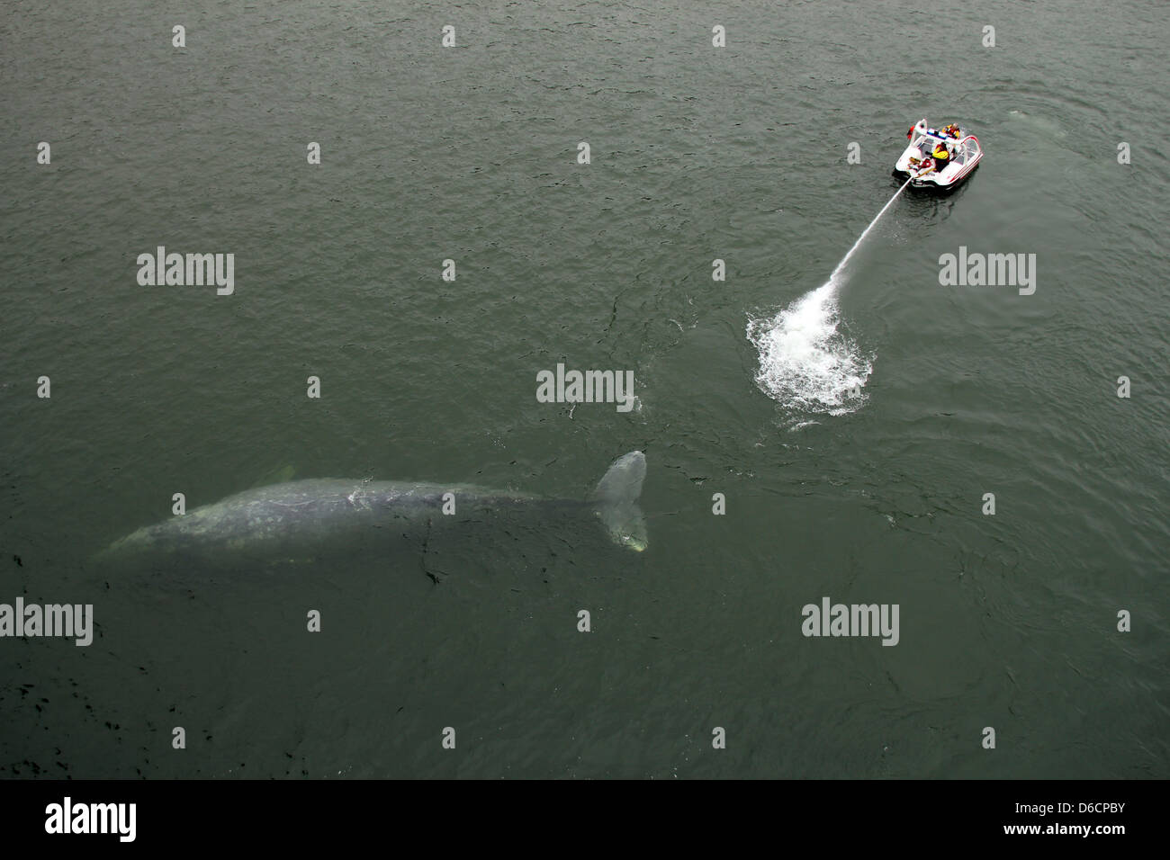 Sauvetage de baleines grises, Klamath River, California, USA Banque D'Images