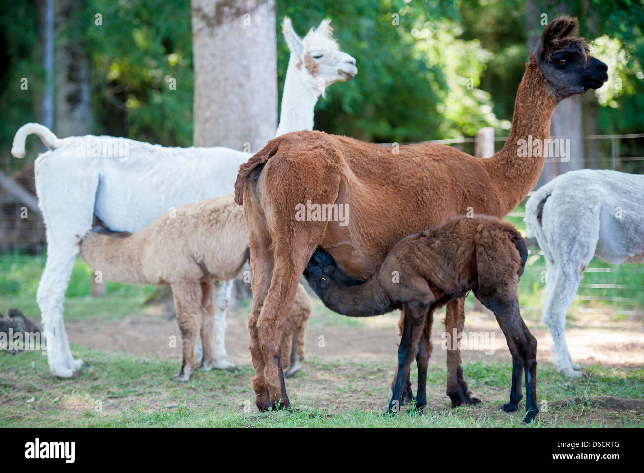 Mama llama bébé de soins à l'élevage de lamas et alpagas situé à environ 30 km à l'est de Temuco au Chili Banque D'Images