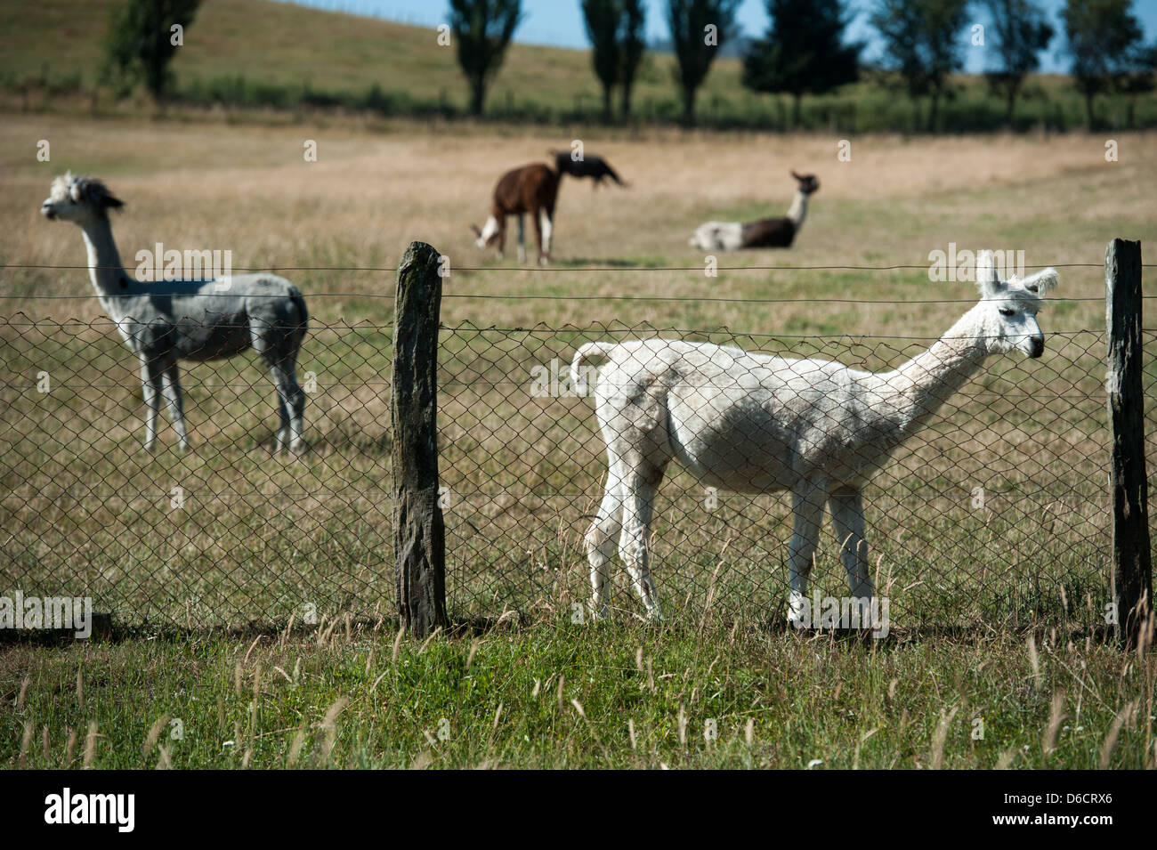 Ferme d'élevage de lamas et alpagas situé à environ 30 km à l'est de Temuco au Chili Banque D'Images