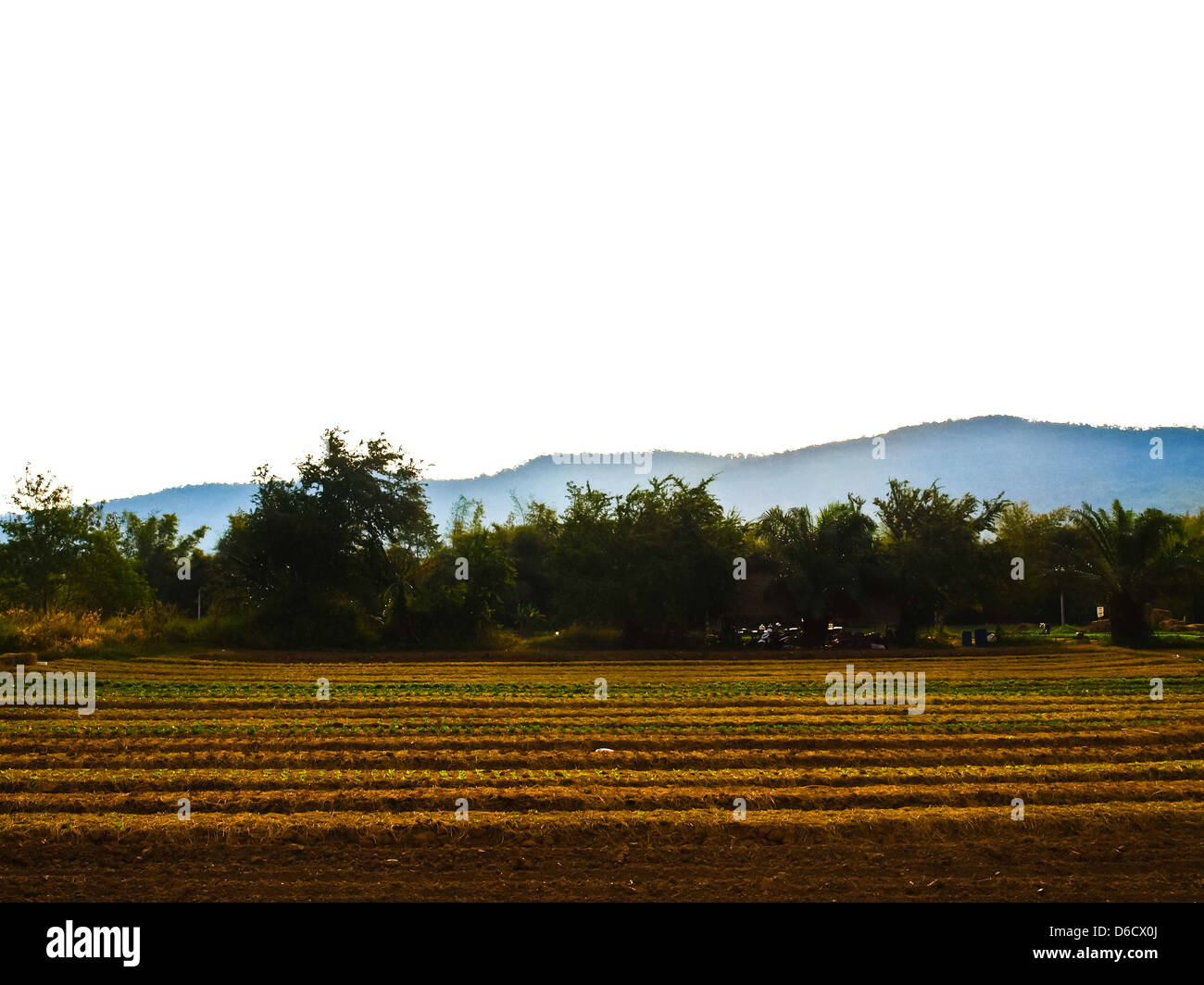 L'industrie agricole. Légumes de plus en plus sur terrain en Rtchasima Nakorn, Thaïlande Banque D'Images