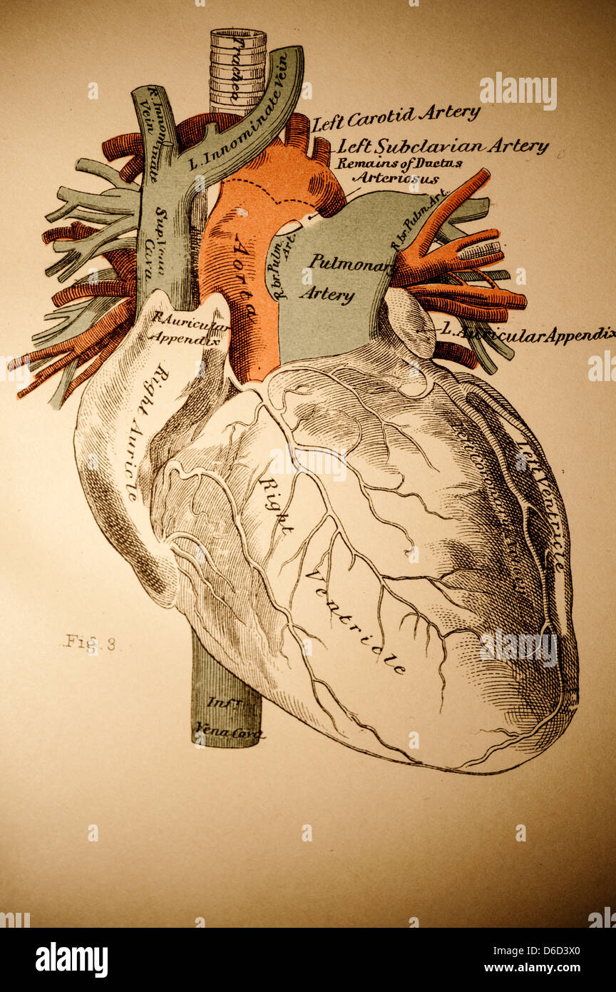 Une illustration antique du cœur humain. Depuis les années 1800. Banque D'Images