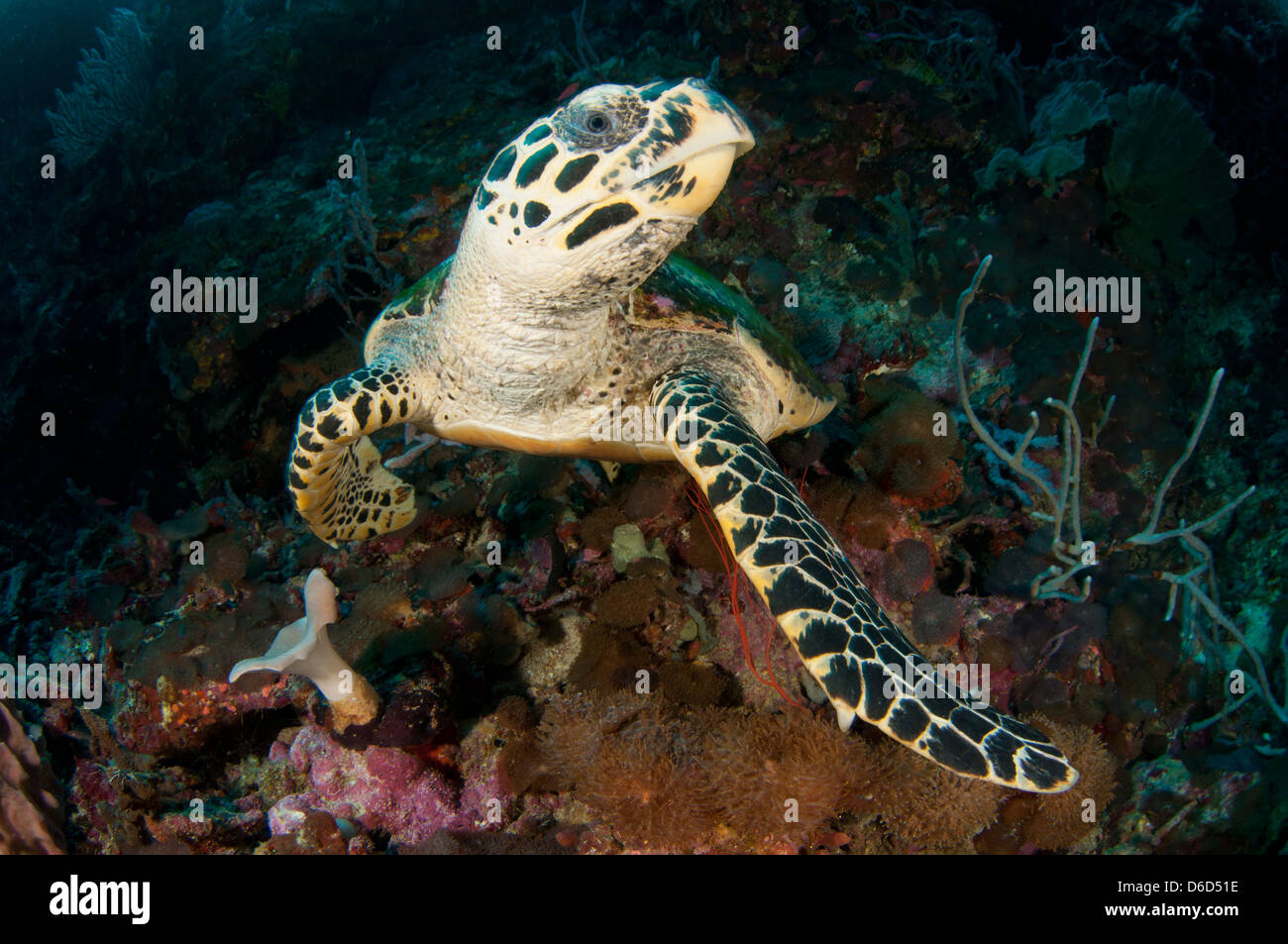Une tortue imbriquée (Eretmochelys imbricata) repose sur le fond marin Banque D'Images
