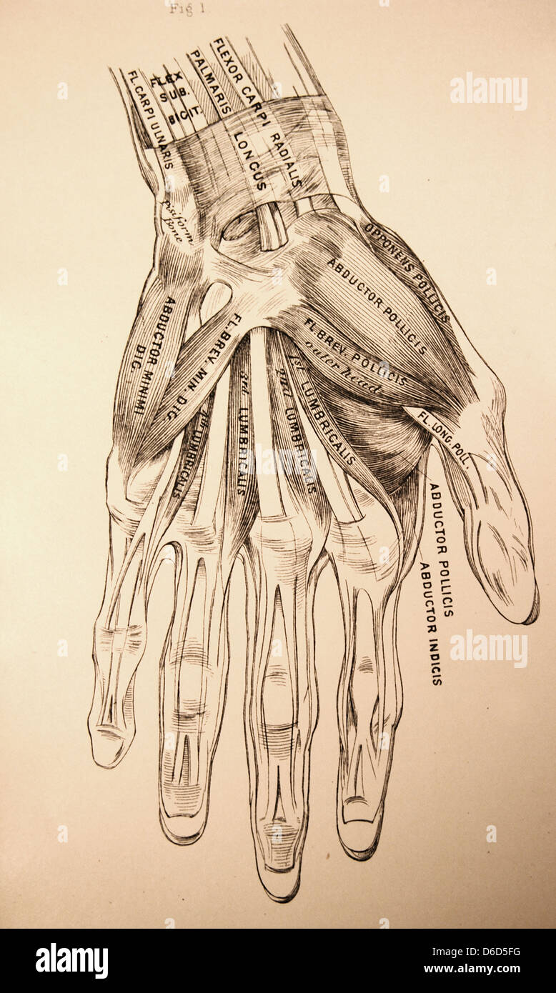 Une ancienne illustration de la musculature et les os de la main humaine. Banque D'Images