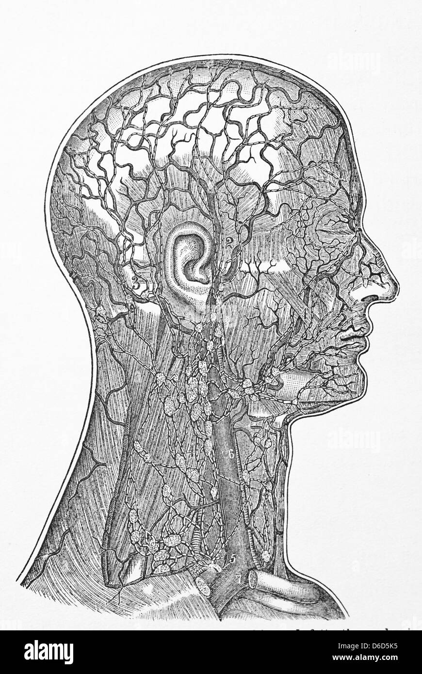 Un dix-huitième siècle illustration de la tête humaine. Banque D'Images