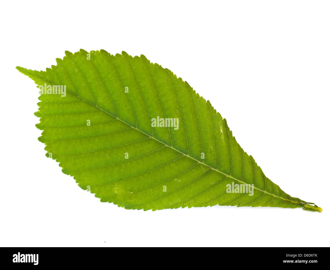 Feuille de châtaignier Banque d'images détourées Alamy