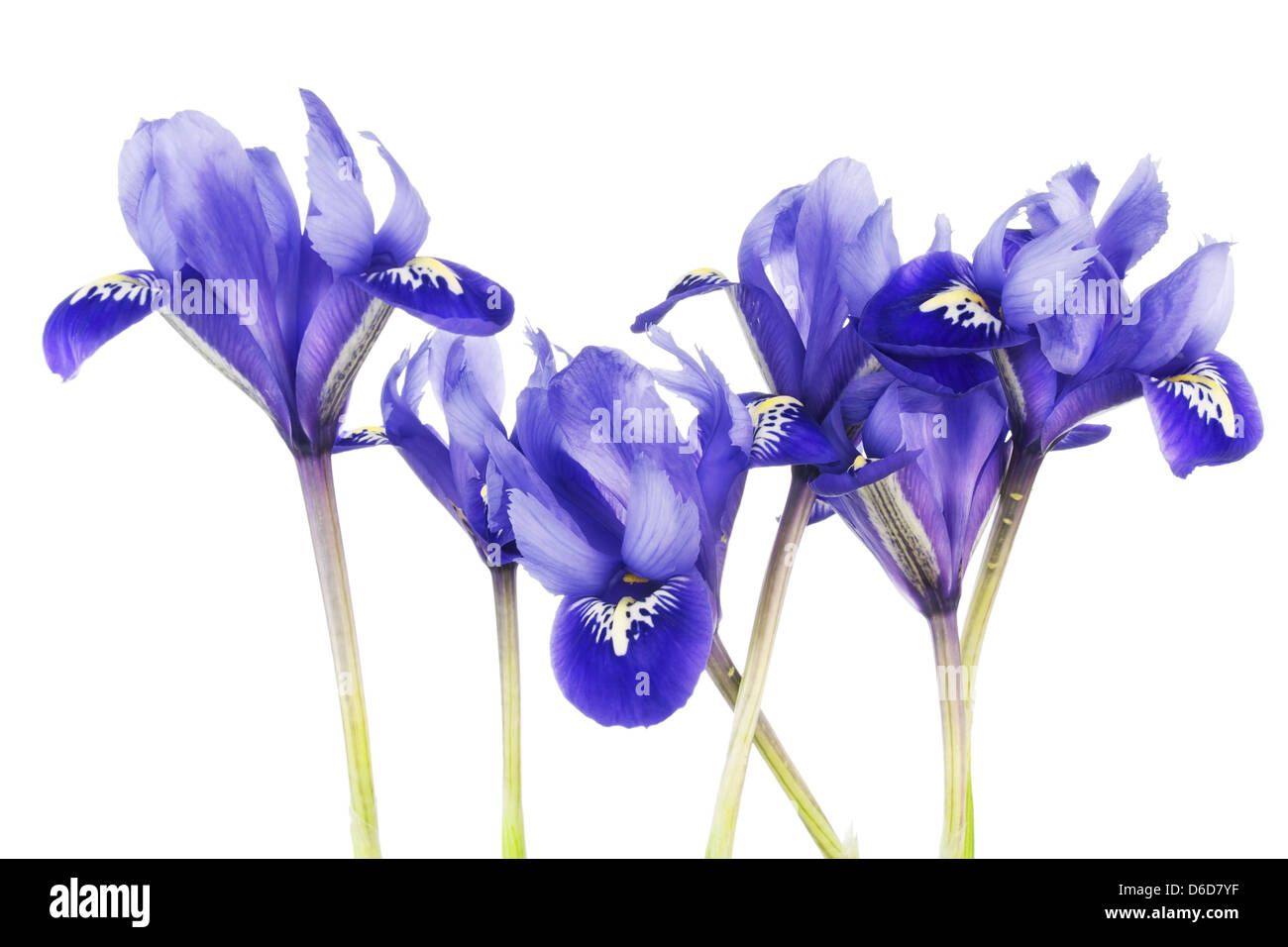 Fleurs de printemps, les iris bleu Banque D'Images