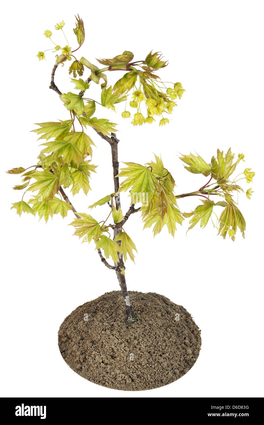 Érable arbre en fleurs Banque D'Images