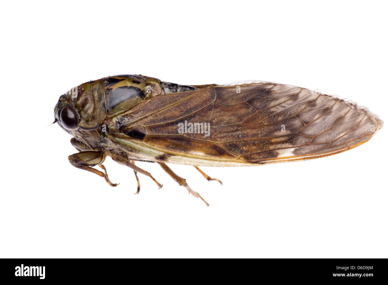 cigale insecte Banque D'Images