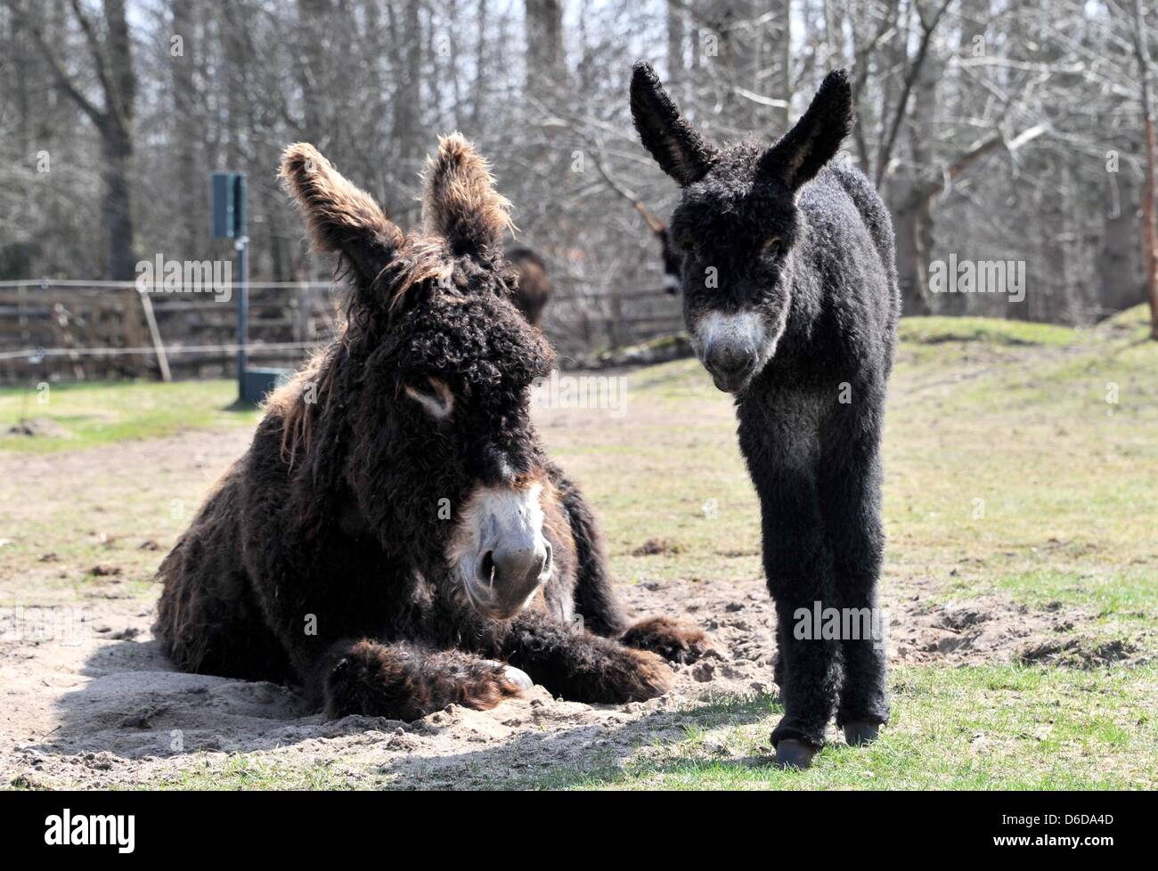 Le Baudet Du Poitou Fole D Artagnan Se Tiennent Pres De La Mothe Ulotte Du Breuil A Arche Parc Animalier De Warder Allemagne 16 Avril 13 L Ane Bebe Est Ne Le 29 Mars Le Baudet Du Poitou Fole D Artagnan Se Tiennent Pres De La Mothe Ulotte Du Breuil A Arche Parc Animalier De Warder Allemagne 16 Avril 13 L Ane Bebe Est Ne Le 29 Mars