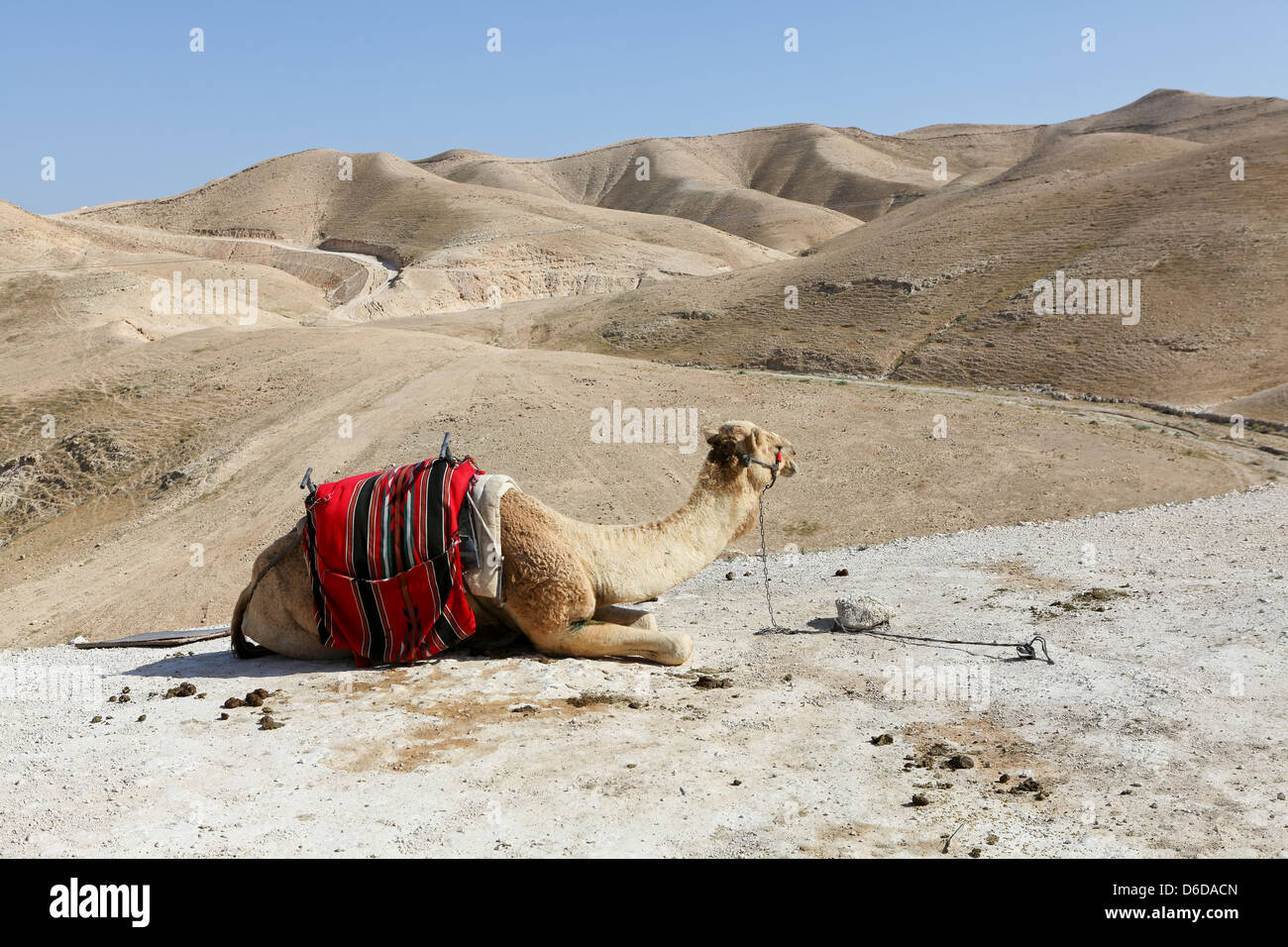 Un chameau dans le désert de Judée Banque D'Images