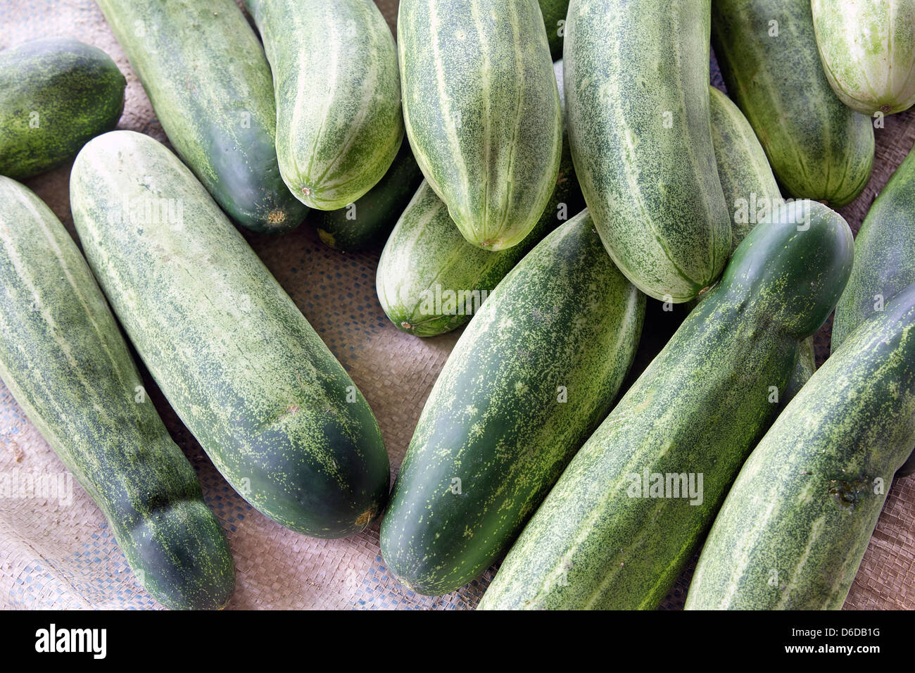 Les concombres entiers avec lumière naturelle en Asie du sud-est du marché libre Bakcground humide Banque D'Images