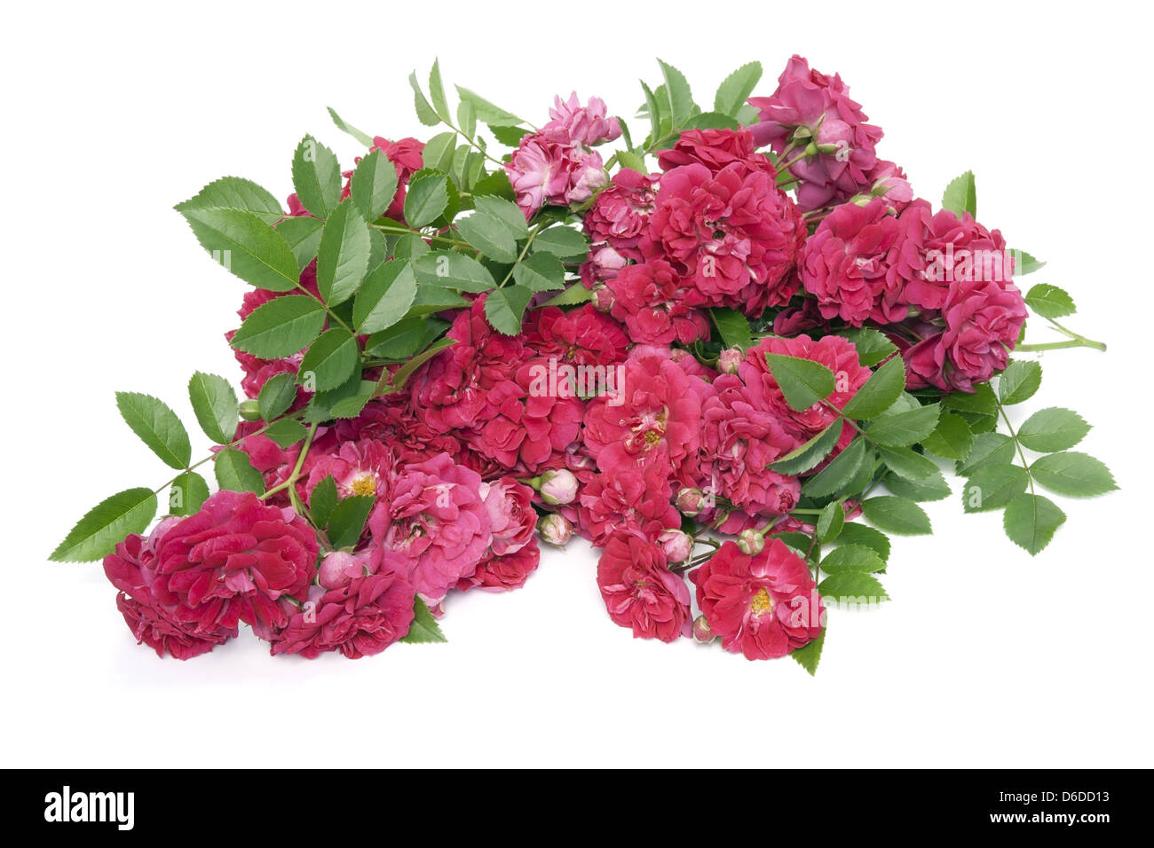 Tas de faner les roses rouges Banque D'Images