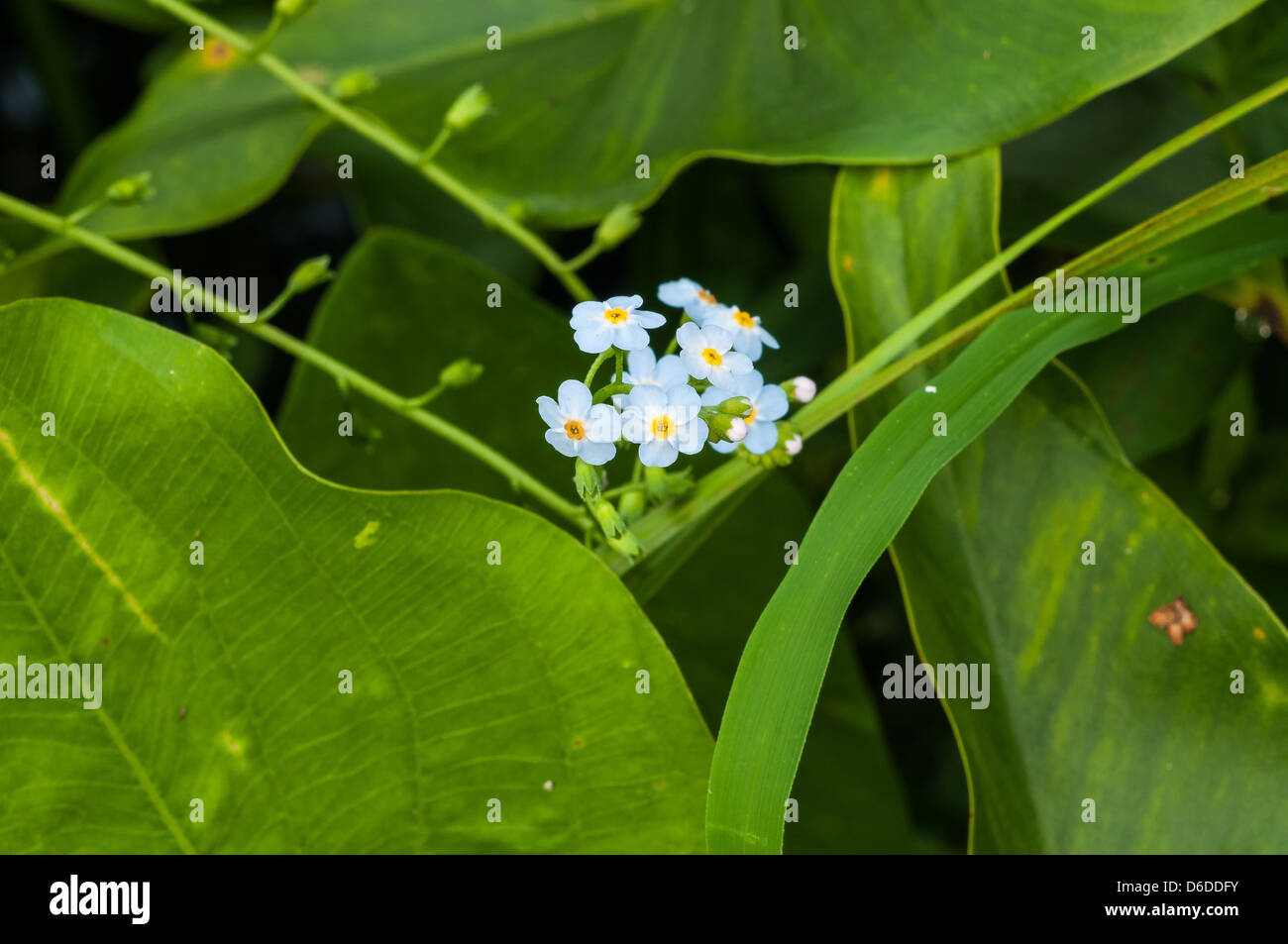 Myosotis arvensis, forget-me-nots dans une forêt à l'est du Massachusetts Banque D'Images