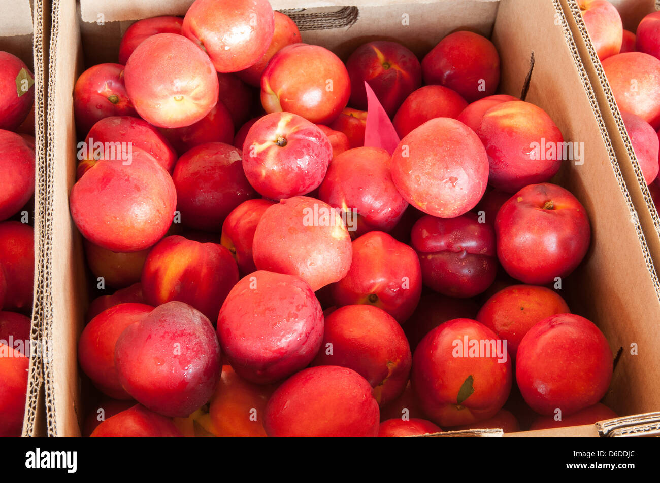 Boîtes de prunes rouges frais à un stand de la ferme à Concord, Massachusetts Banque D'Images
