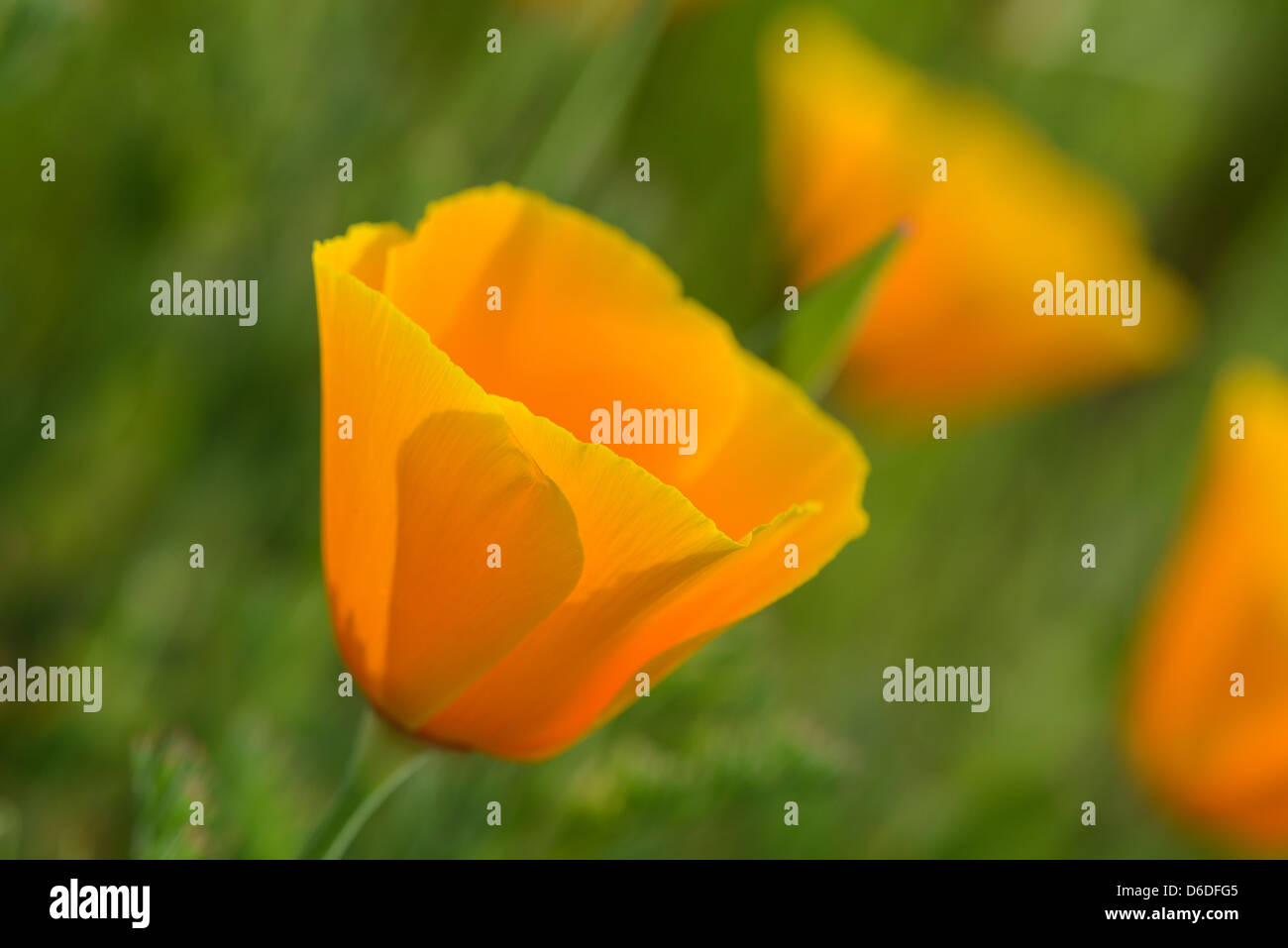 California Orange Coquelicot Macro Close Up Banque D'Images