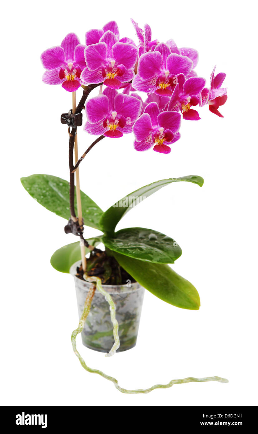Floraison rose en Pot de fleur Orchidée Transparent isolé Banque D'Images