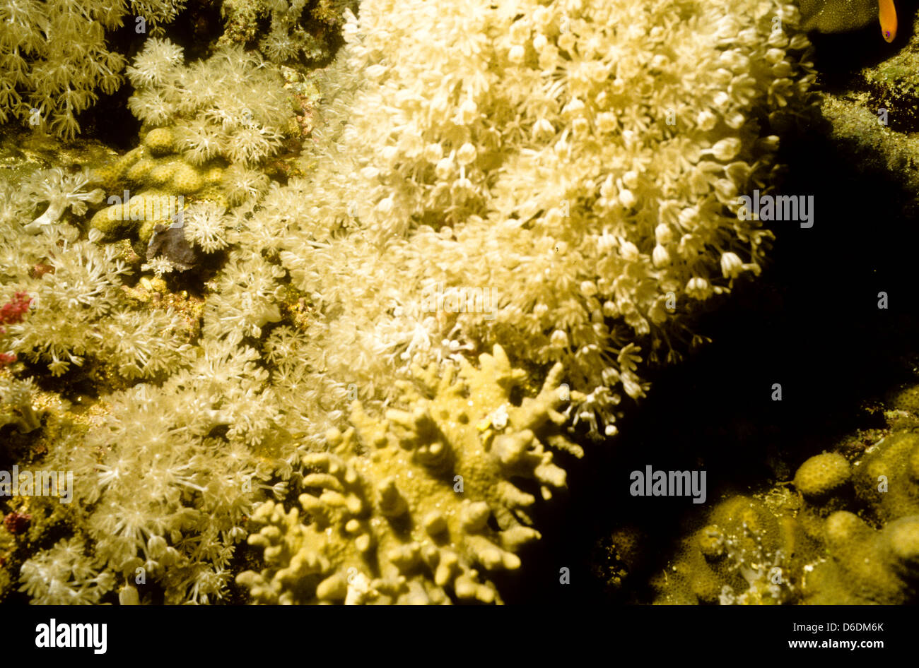 Jardin de corail,Dendronephthya sp.Mer Rouge Juin 1988 Diapositive sous-marine,Egypte,Conversions péninsule du Sinaï,Soudan Safari en bateau Banque D'Images