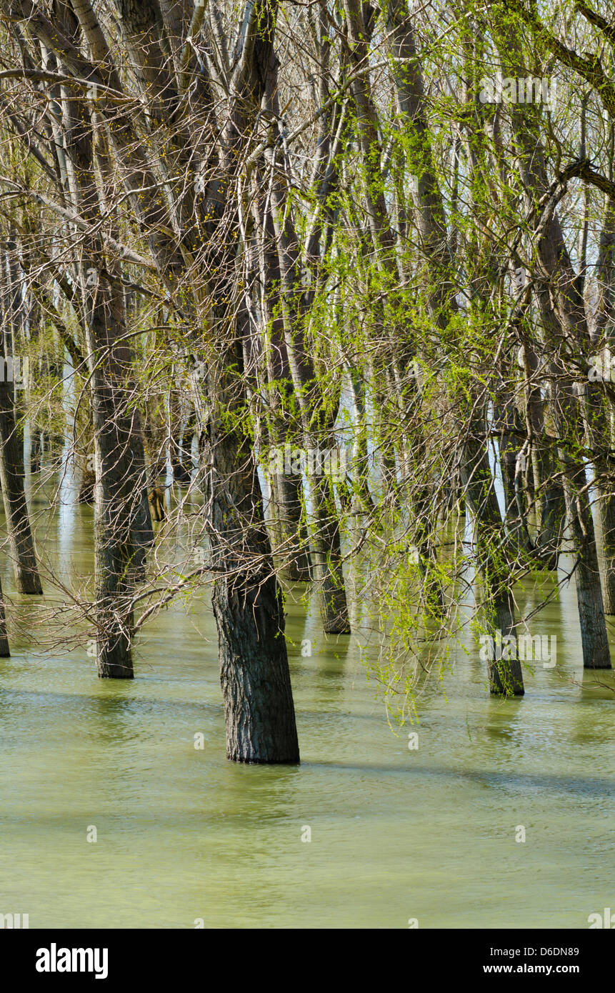 Paysage avec rivière, forêt et de pierres Banque D'Images