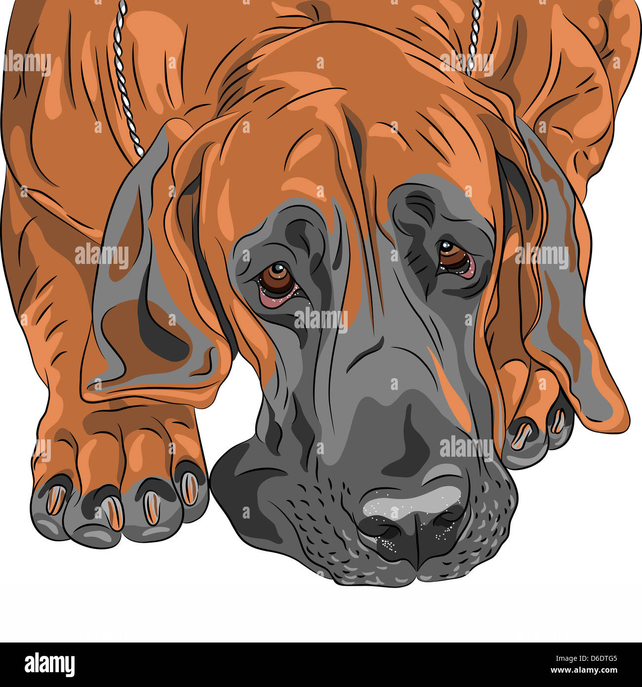 Close-up portrait du chien triste fauve race Dogue Allemand Banque D'Images