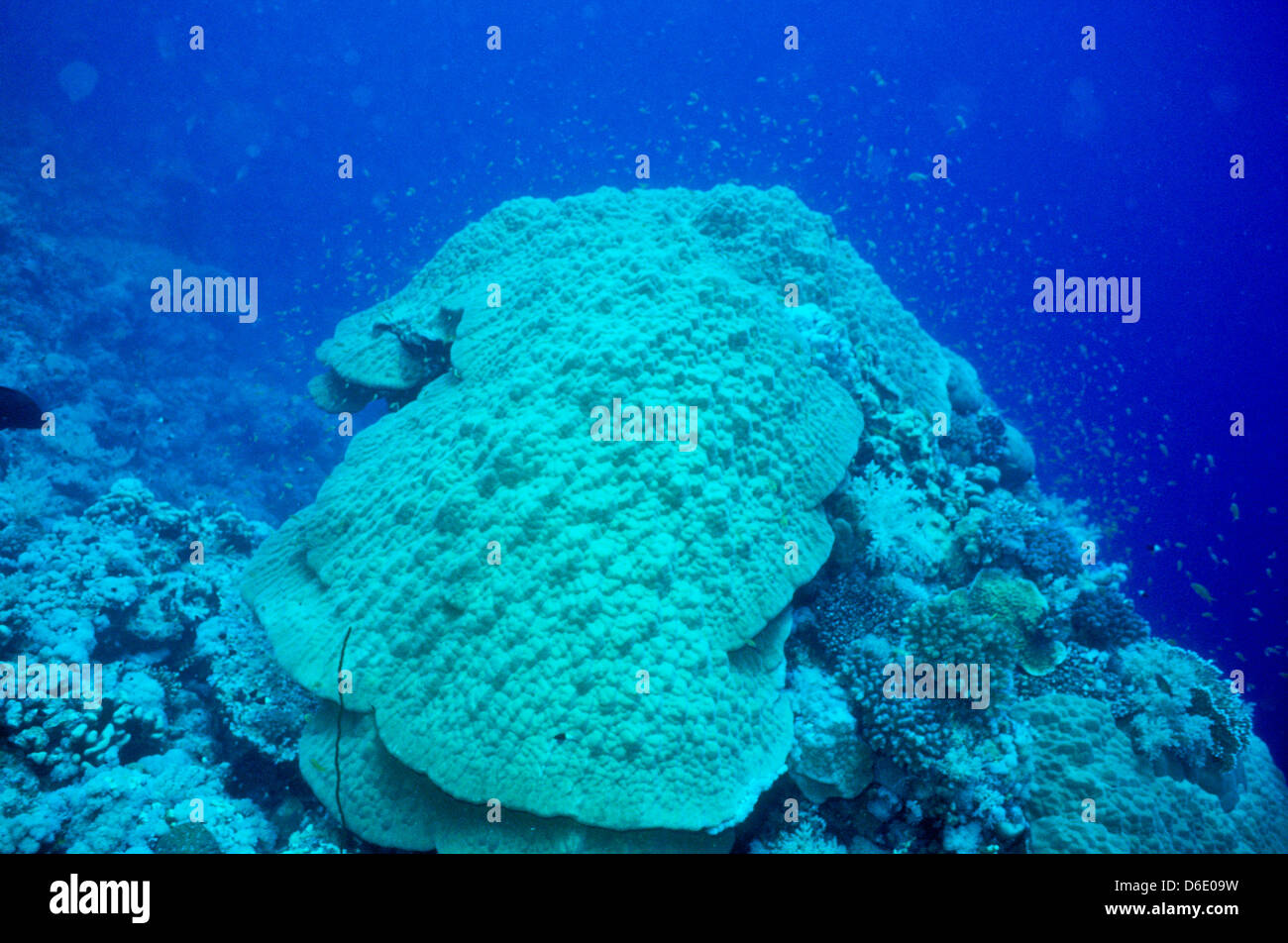 Corail Porites lutea,montagne,Mer Rouge Décembre 1986 Diapositive sous