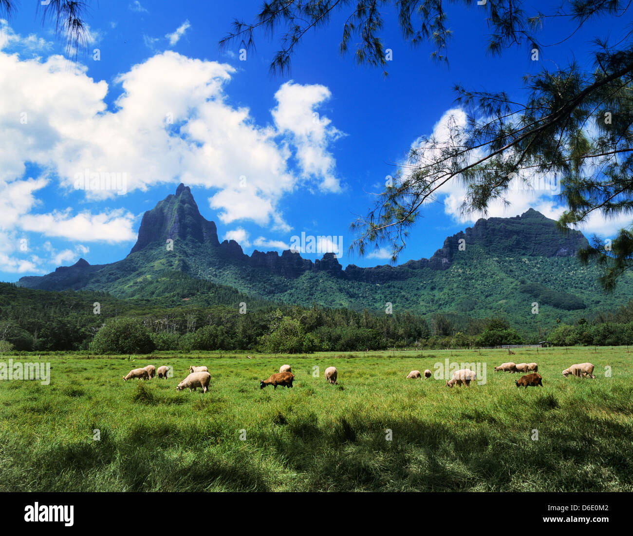 Polynésie Française, îles de la société, Moorea, îles du Vent, des moutons paissant dans la vallée d'Opunohu Banque D'Images