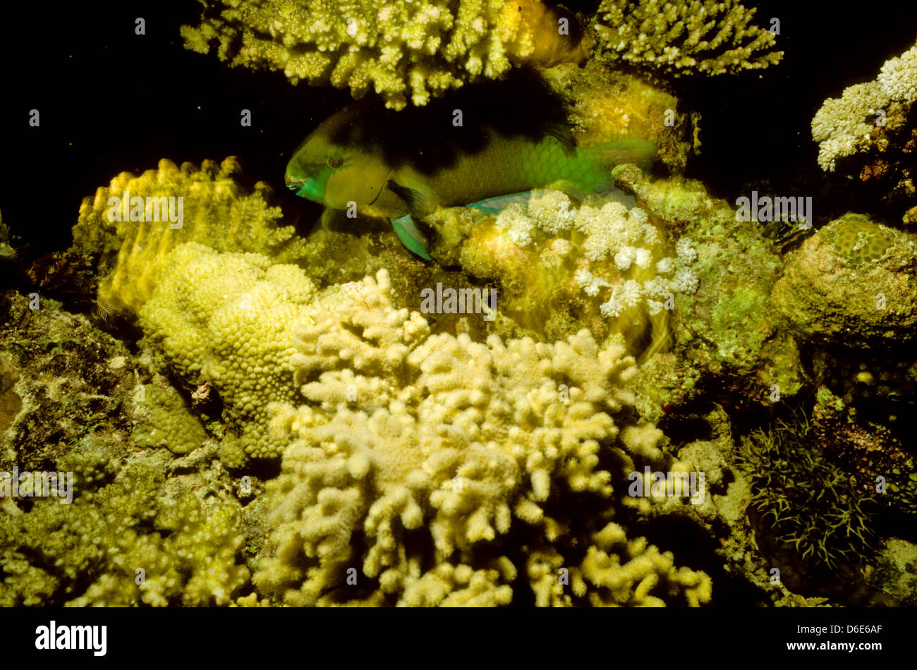 Purplestreak genazonatus,Perroquet Scarus,Mer Rouge Juin 1988 Slide Conversions, Egypte,péninsule du Sinaï,Soudan Safari en bateau Banque D'Images