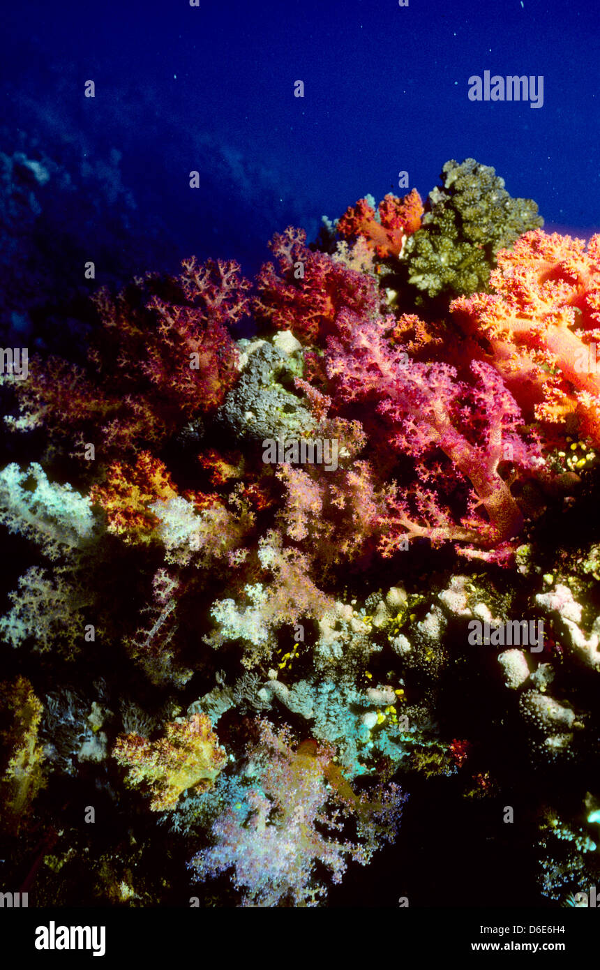 Jardin de corail,Dendronephthya sp.Mer Rouge Juin 1988 Diapositive sous-marine,Egypte,Conversions péninsule du Sinaï,Soudan Safari en bateau Banque D'Images