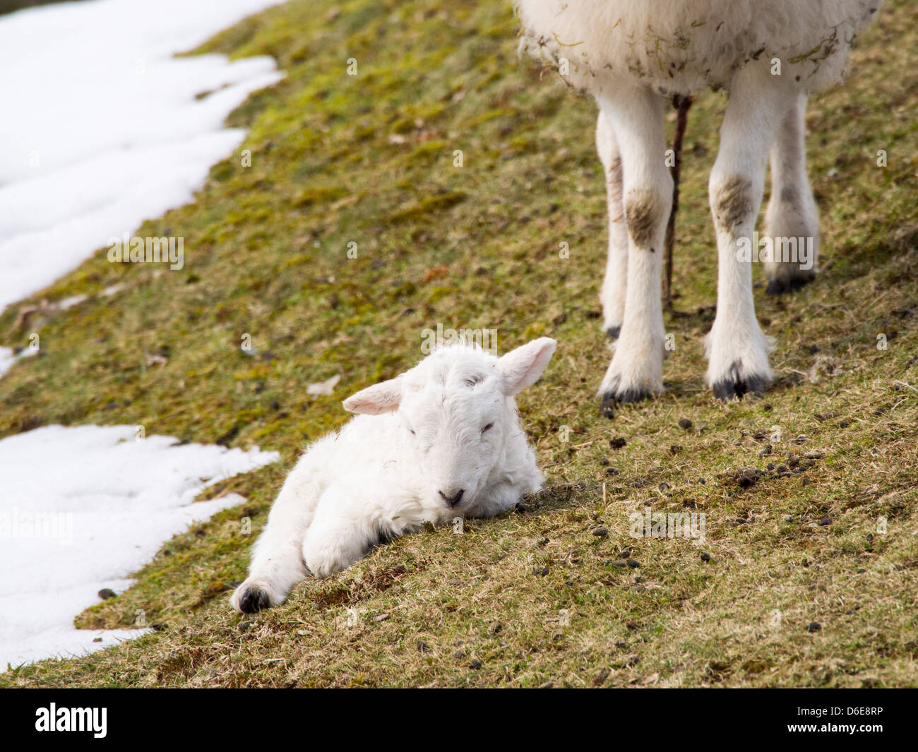 Un jeune agneau né en unseasonal conditions d'hiver à la fin du mois de mars 2013 sur le long Mynd, Shropshire, Banque D'Images