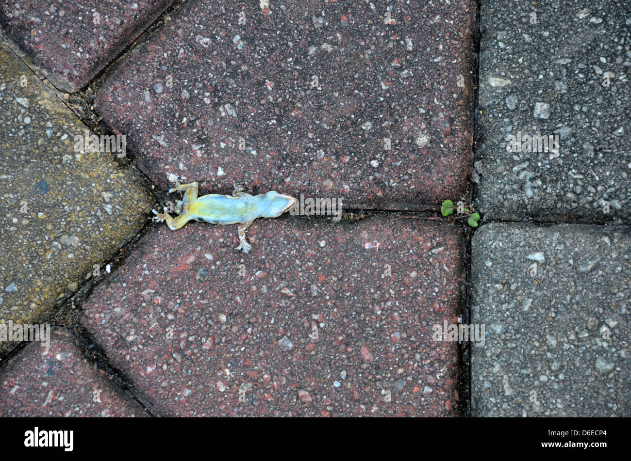 Lézard aplati corps sur la chaussée Banque D'Images