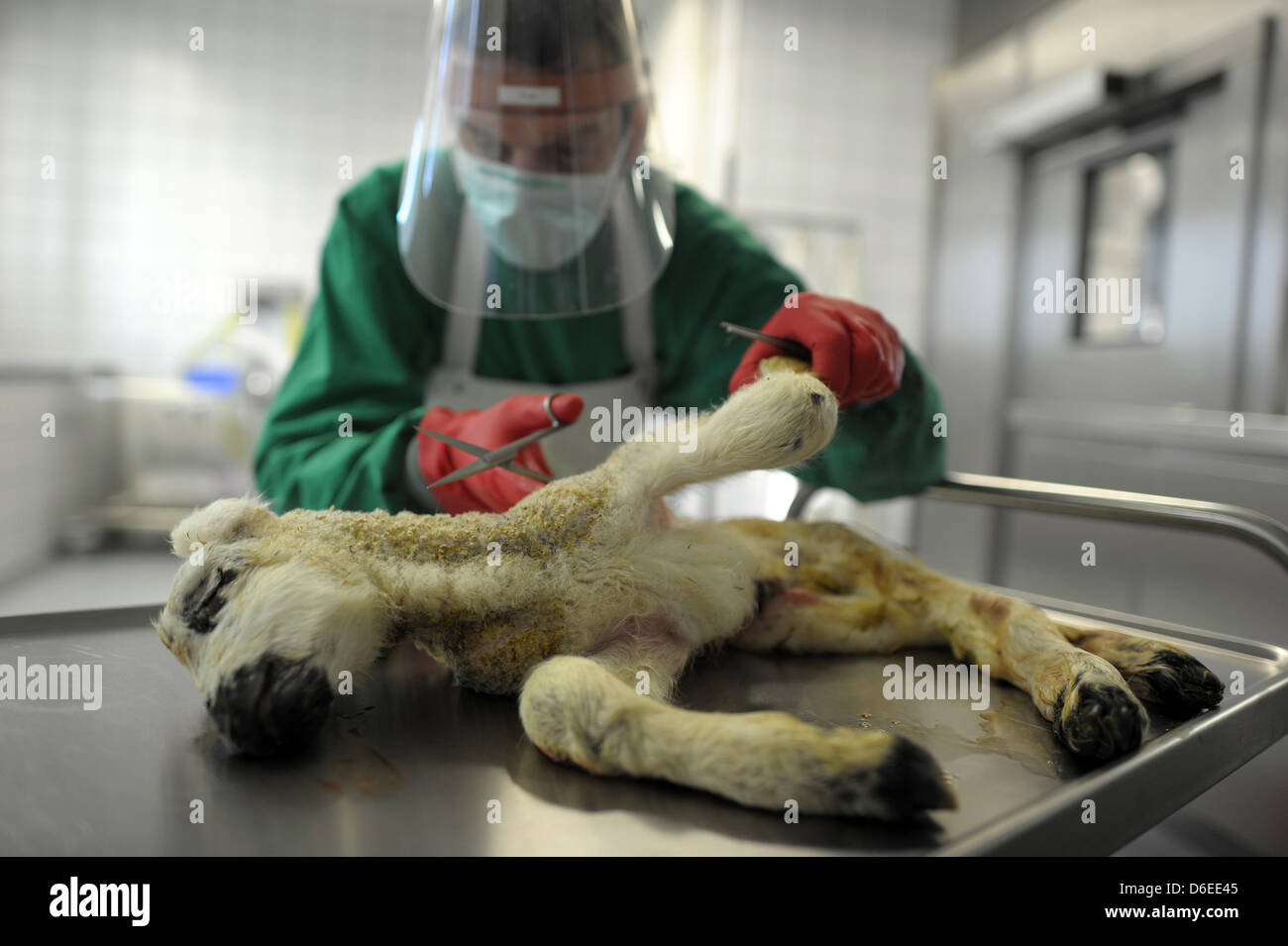 Salle d'autopsie foreman Herbert met prépare une lampe mal formé en vue d'une autopsie pour tester pour le virus de Schmallenberg au Rhein-Ruhr-chimiques Wupper et Bureau des enquêtes vétérinaires à Krefeld, Allemagne, 27 janvier 2012. En ce moment, les employés de l'office font l'essai de 10 à 20 animaux par jour pour la preuve du virus. Photo : FEDERICO GAMBARINI Banque D'Images