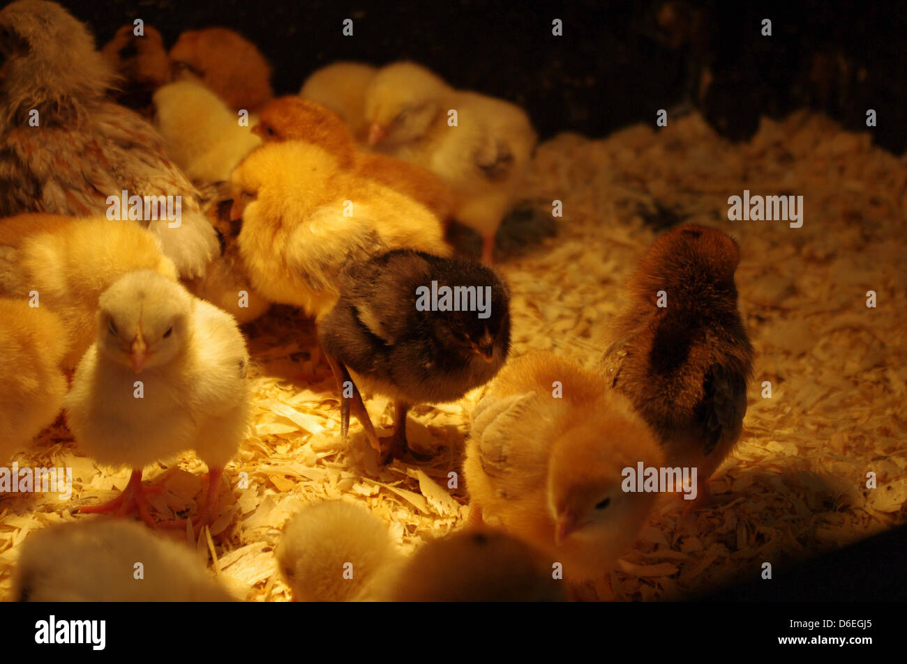 Petits poussins dans la chaleur Banque D'Images