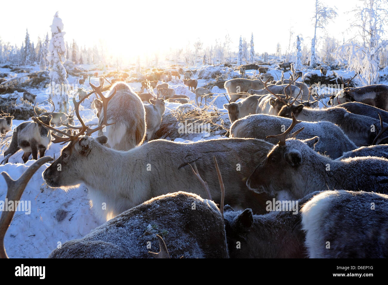 Le renne se trouve dans la Laponie à Pajala, Suède, 04 février 2012. Le partiellement les animaux domestiqués vivent en liberté et sont menés par le peuple Sami seulement à leur marque ou à l'abattage. Photo : Britta Pedersen Banque D'Images