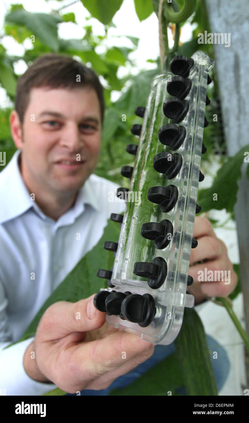 L'horticulteur Andre Busigel présente un appareil, avec lequel on peut cultiver des concombres en forme de coeur à une serre d'une pépinière de Albertshofen, Allemagne, 09 février 2012. Le Market Garden offre à ses clients des concombres en forme de coeur pour la Saint-Valentin. Photo : Karl Josef OPIM Banque D'Images