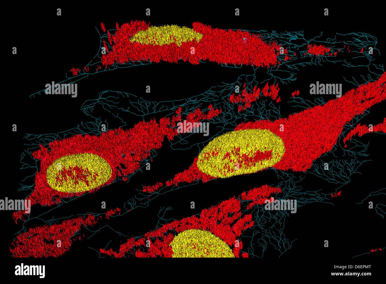 Les microfilaments (bleu), les mitochondries (rouge), et les noyaux (jaune) dans les cellules fibroblastes Banque D'Images