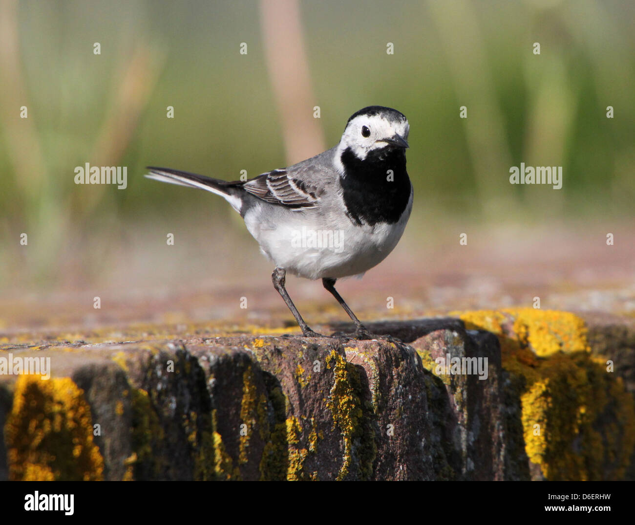 Portrait détaillé d'une Bergeronnette grise (Motacilla alba) posant sur le terrain Banque D'Images