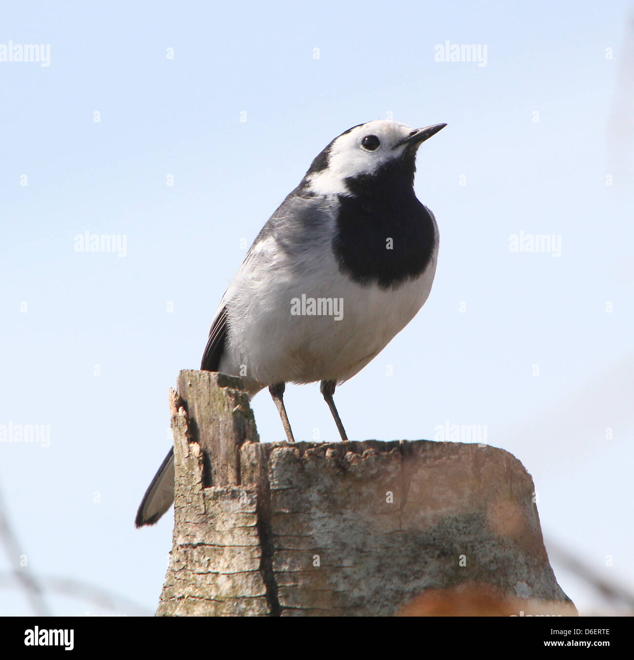 Bergeronnette printanière (Motacilla alba blanc) posant sur un poteau Banque D'Images